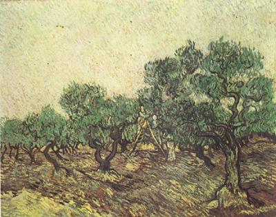 Vincent Van Gogh Olive Picking (nn04) Germany oil painting art
